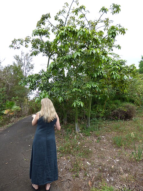 Roxanne Starr