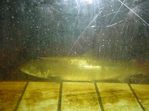 Adrian Salmon