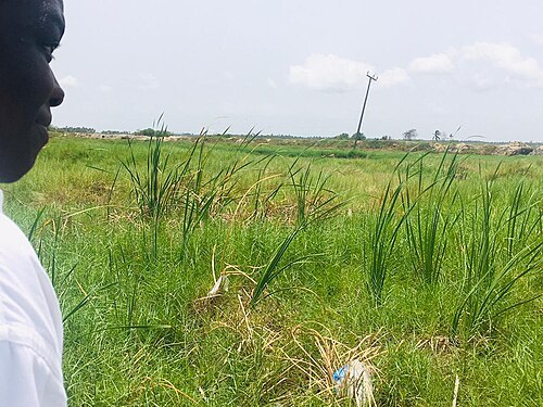 Grass Green