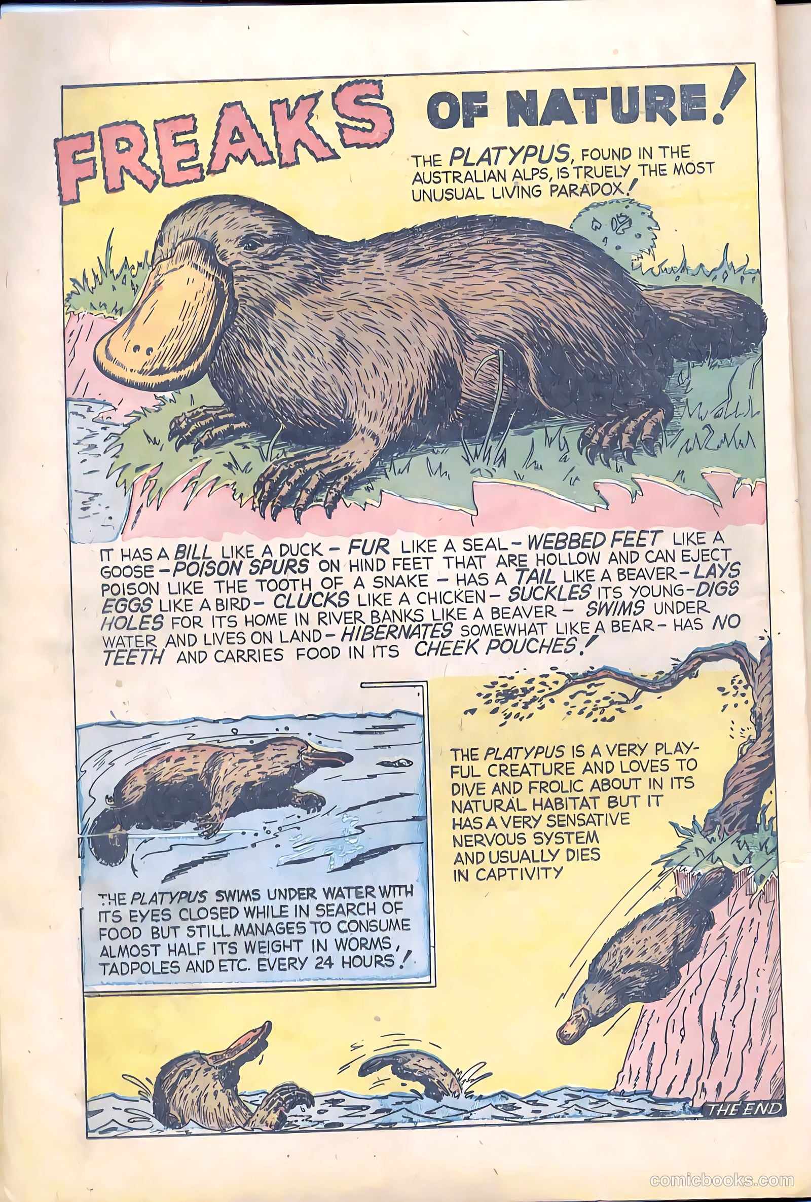 Terrors of the Jungle #21 (1953) — page 12
