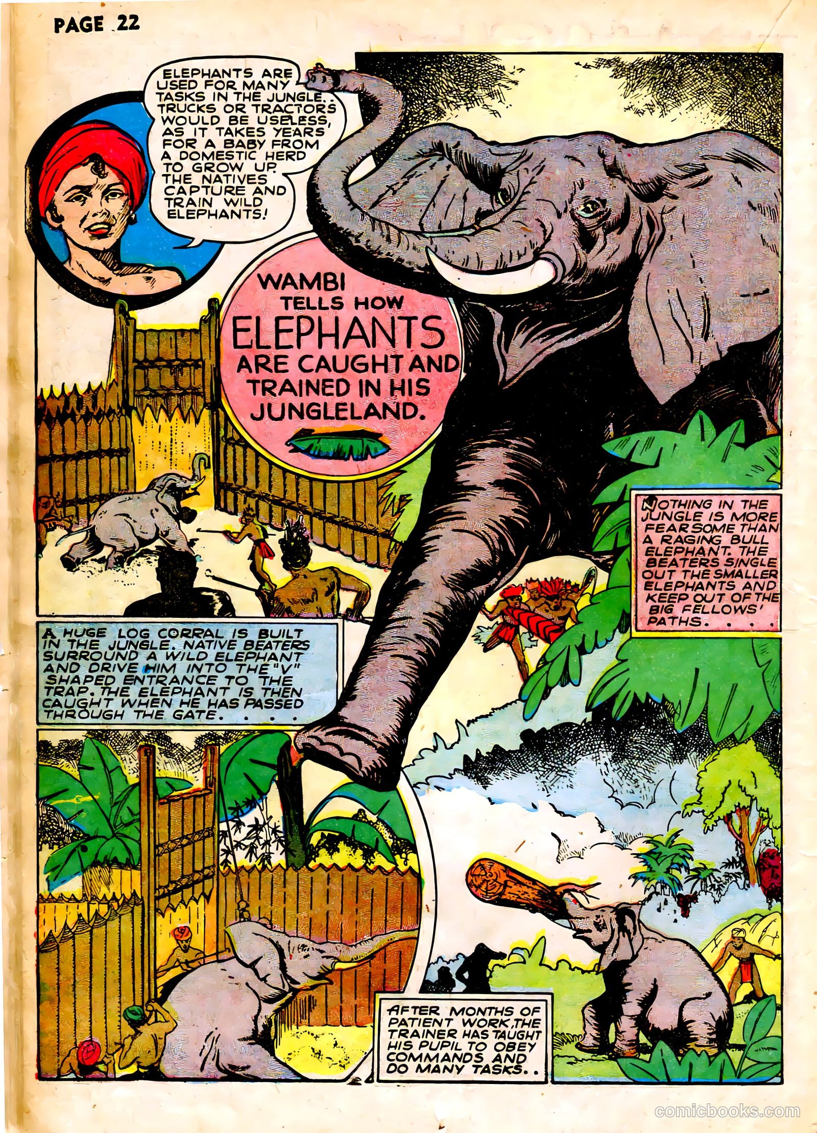 Wambi, Jungle Boy #1 (1942) — page 25 of 69