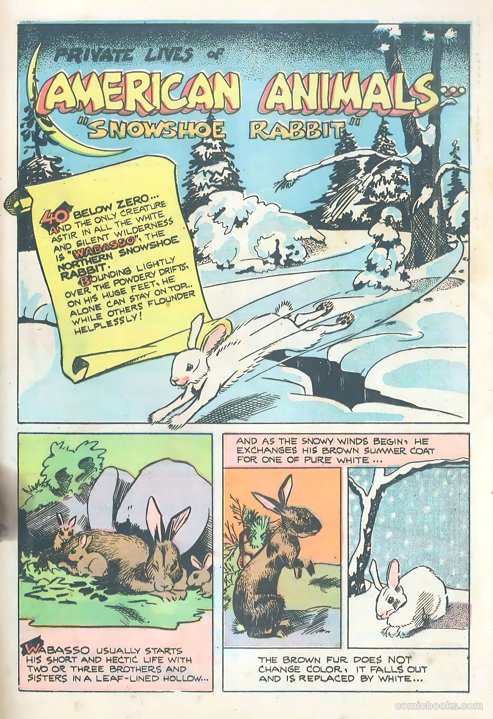 Wotalife #5 (1946) — page 29 of 53