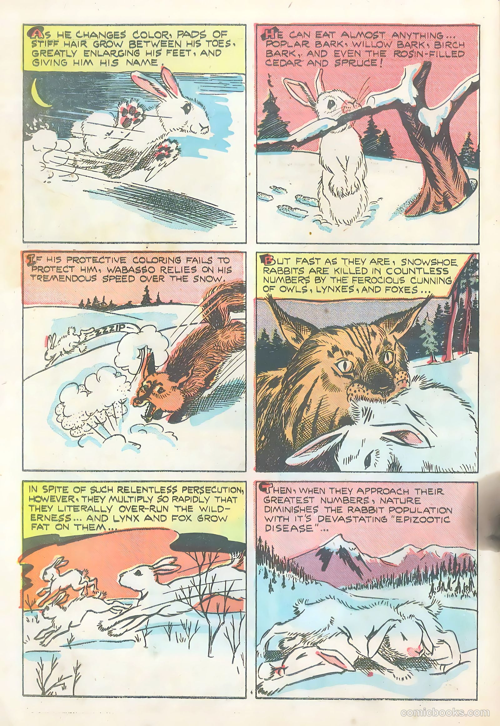 Wotalife #5 (1946) — page 30 of 53