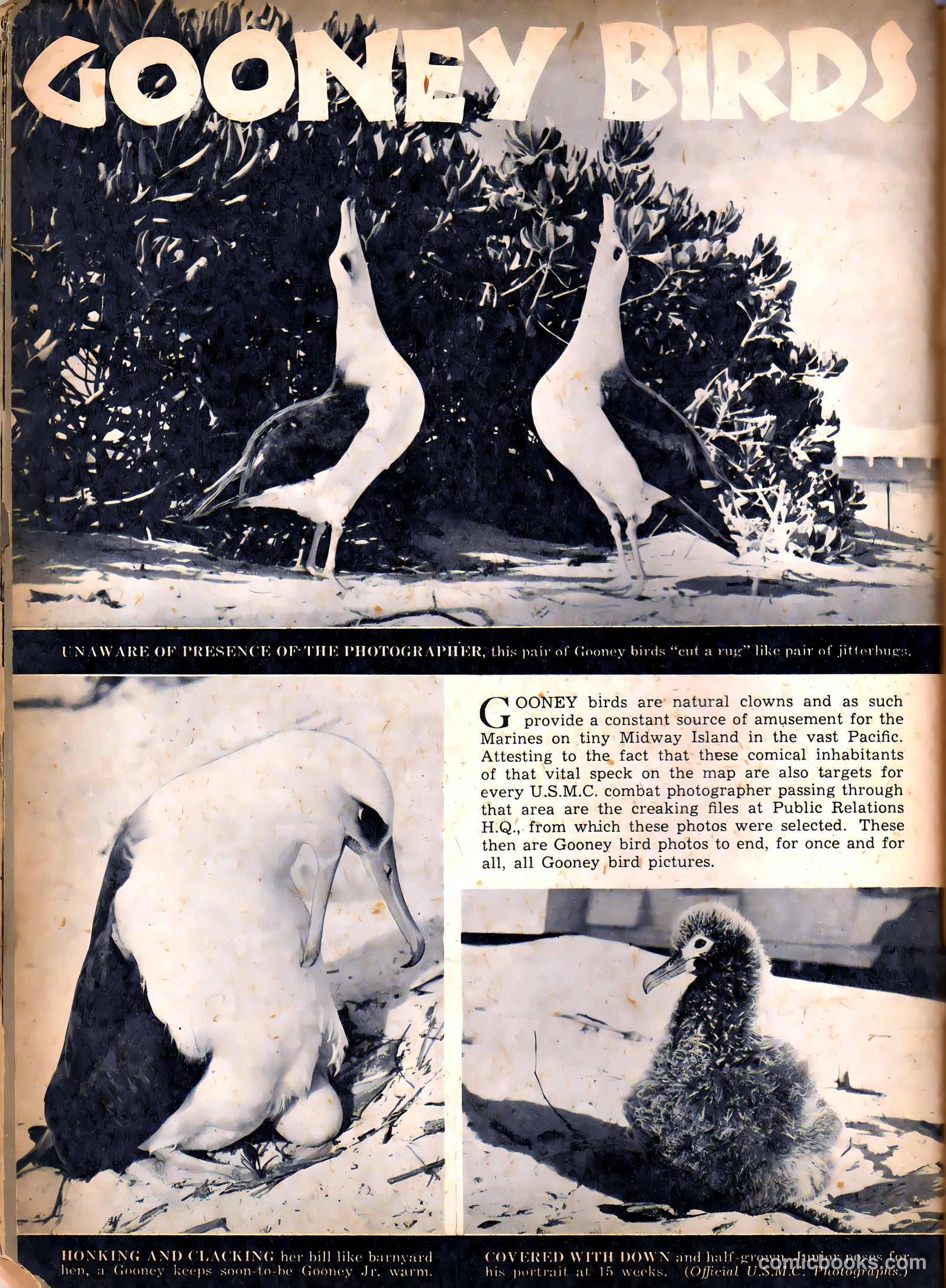 Camera Comics #5 (1945) — page 32