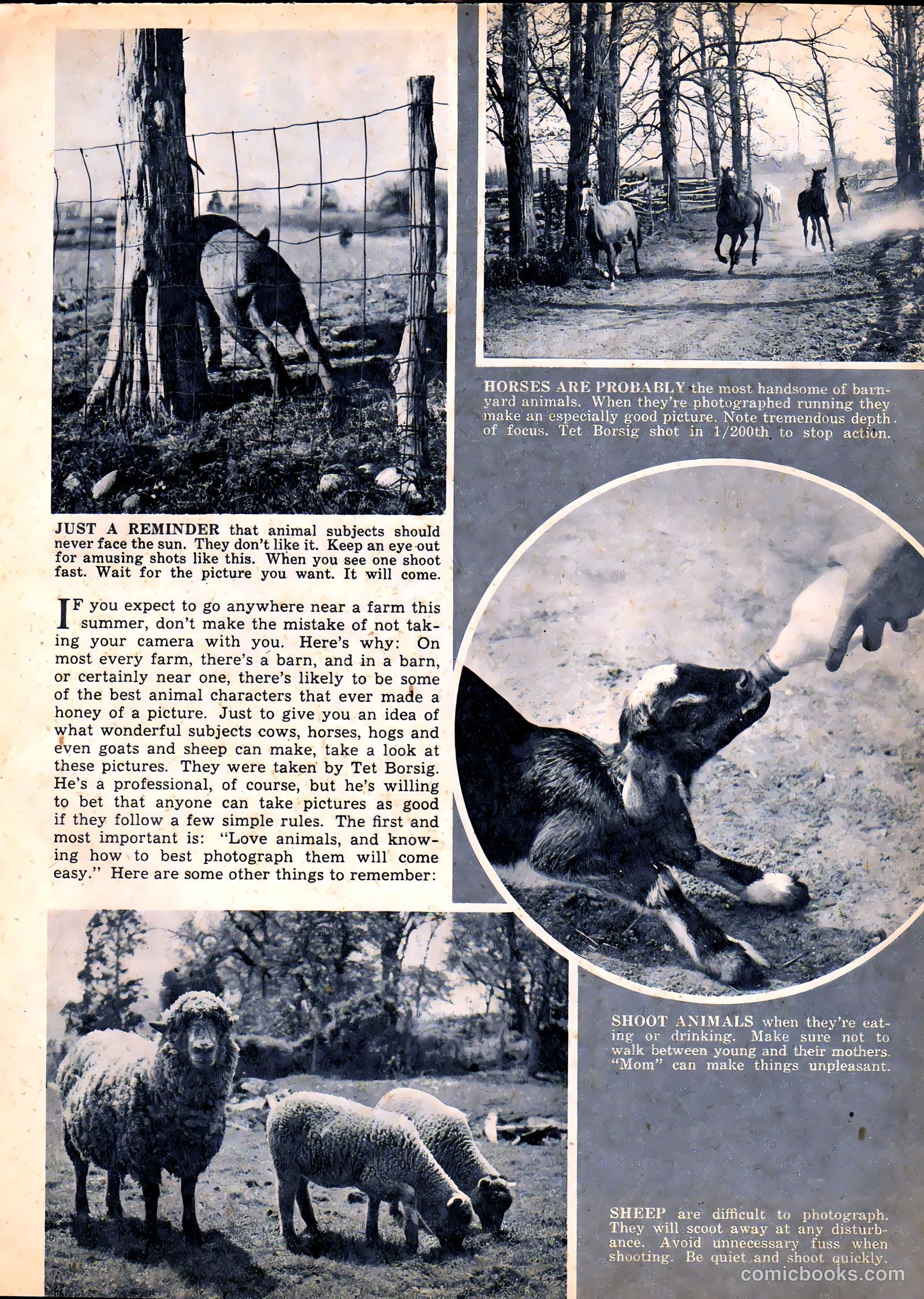 Camera Comics #8 (1946) — page 29