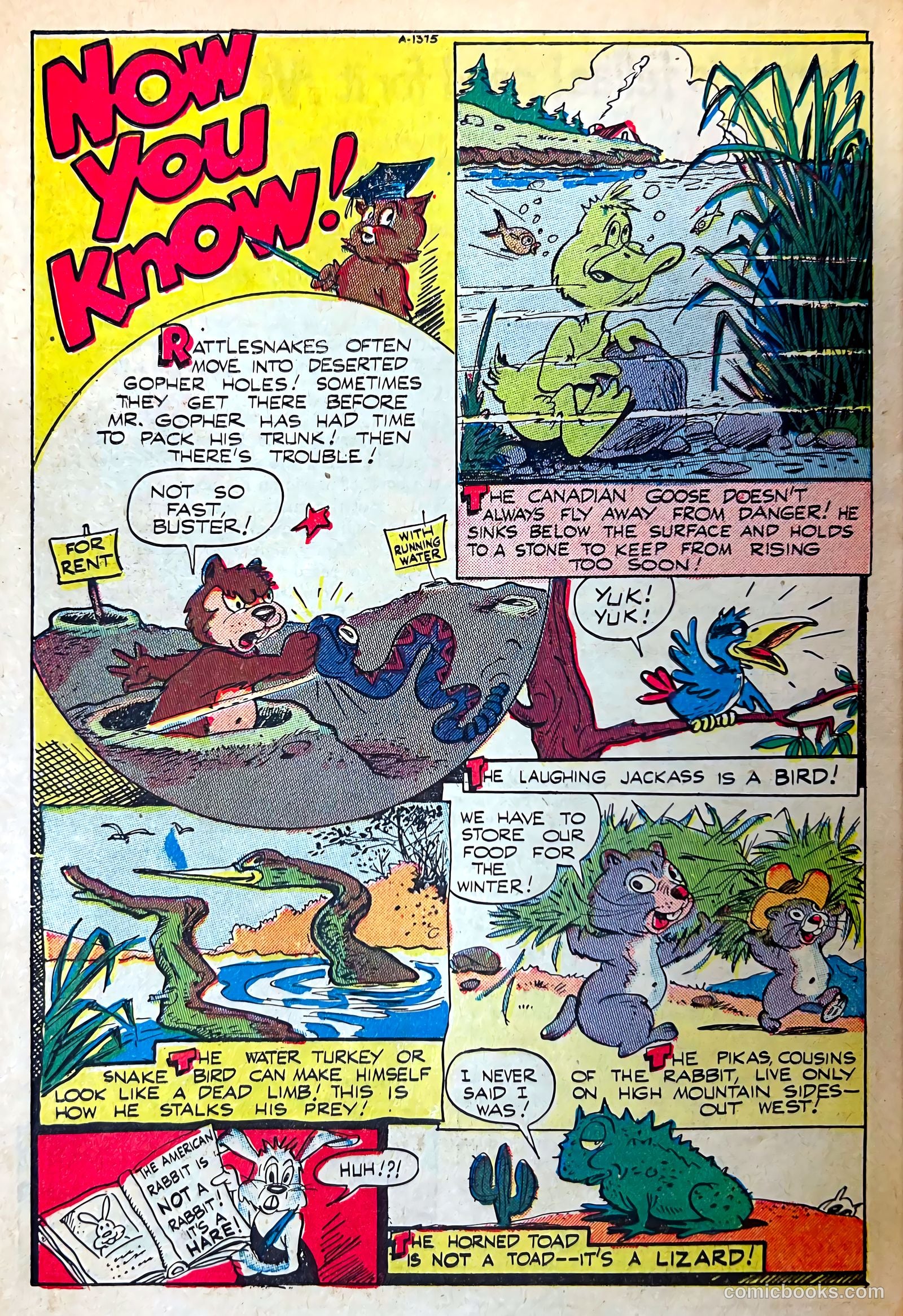 Coo Coo, the Bird Brain #60 (1951) — page 26 of 36