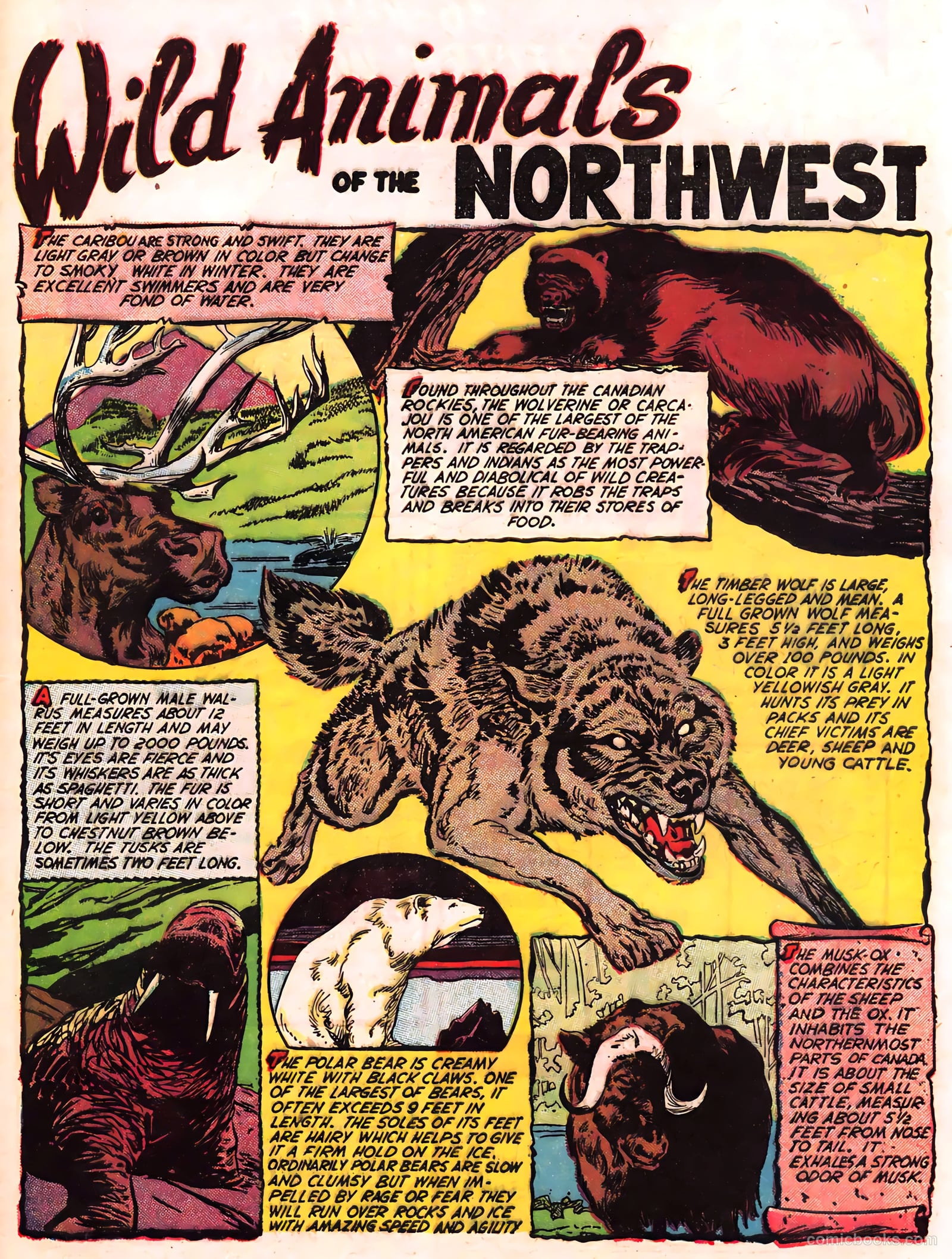 Explorer Joe #1 (1951) — page 33