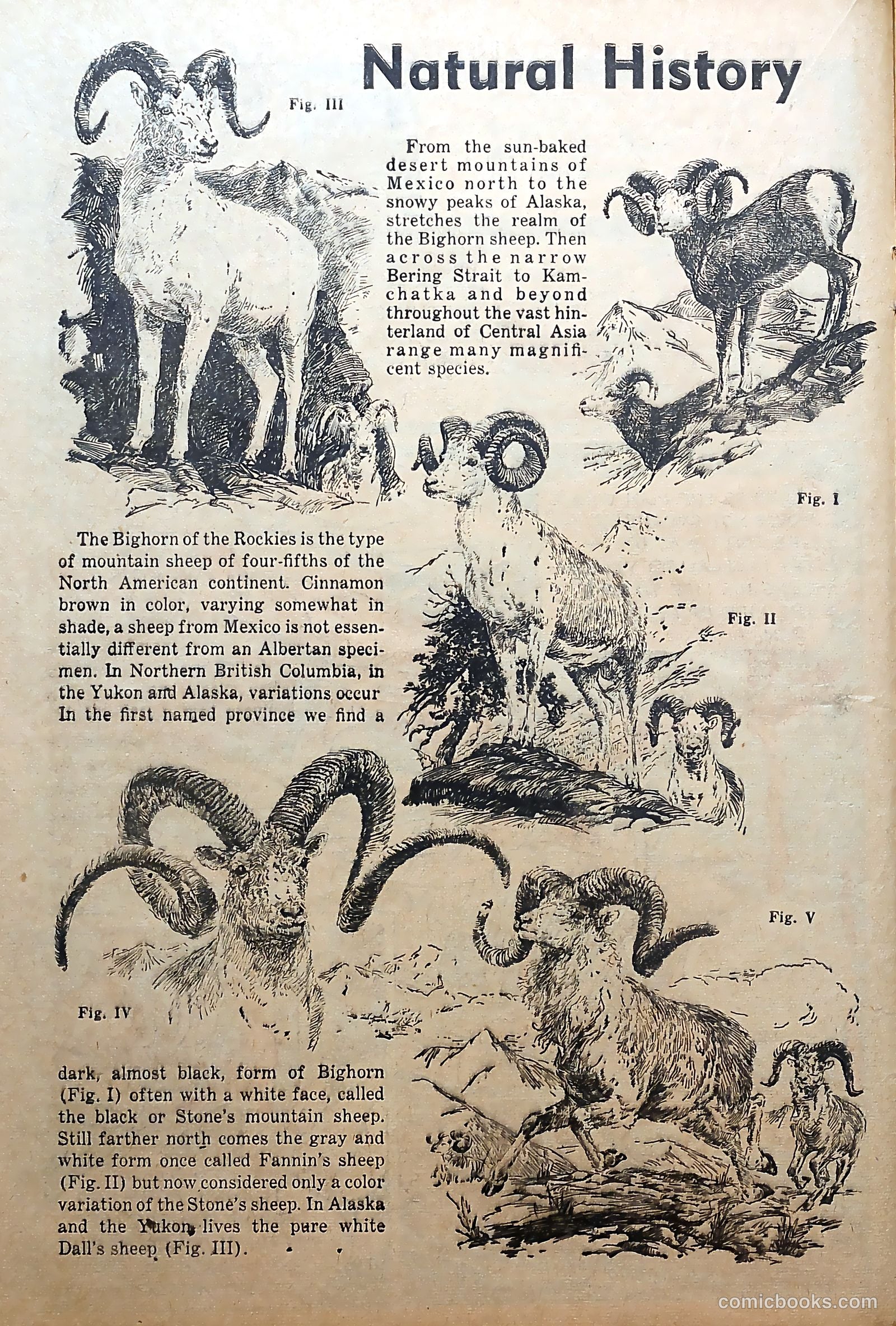 Funny Pages #7 (1938) — page 25 of 68